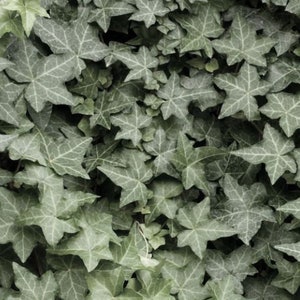 11 English Ivy Hedera Helix Bareroot Plants Ground Cover & Grow Guide image 2