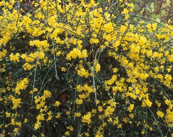 Winter Jasmine 15+ Livegrowth Cuttings Yellow Flowers Hedge & Propagation Guide