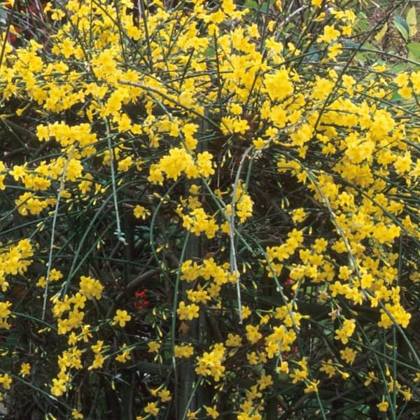 Winter Jasmine 15+ Livegrowth Cuttings Yellow Flowers Hedge & Propagation Guide
