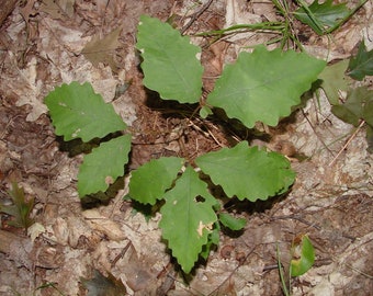 Chestnut Oak Quercus Montana 5 Bareroot Saplings Tree & Grow Guide