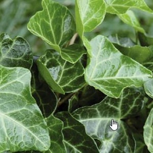 11 English Ivy Hedera Helix Bareroot Plants Ground Cover & Grow Guide image 1