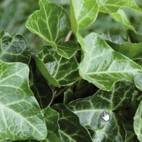 11+ English Ivy Hedera Helix Bareroot Plants Ground Cover & Grow Guide