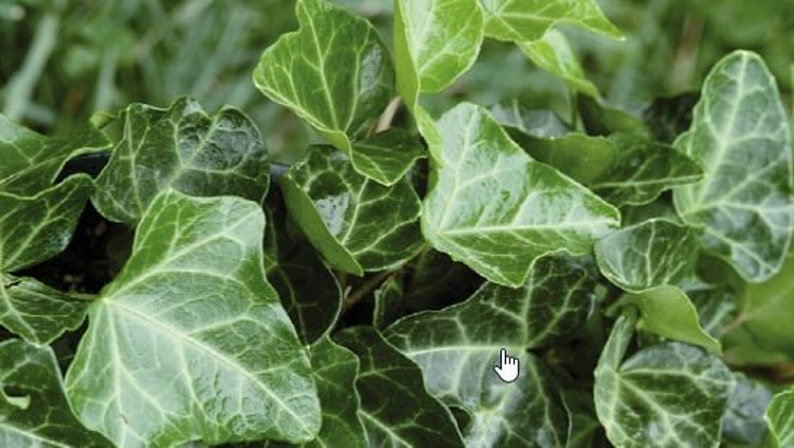 11 English Ivy Hedera Helix Bareroot Plants Ground Cover & Grow Guide image 1