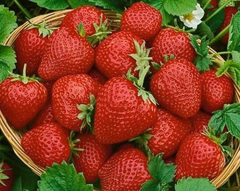 10+ Quinalt Strawberry Bareroot Crowns Large Fruit Everbearing & Grow Guide