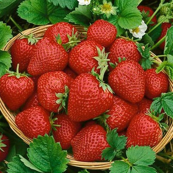 10+ Quinalt Strawberry Bareroot Crowns Large Fruit Everbearing & Grow Guide