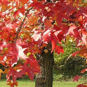 12+ American Sweetgum 6-10" Bareroot Saplings Shade Tree + Grow Guide