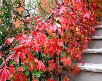 Virginia Creeper 10 Bareroot Plants American Ivy Ground Cover Fall Color & Guide