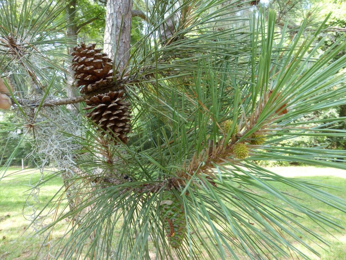 15 Loblolly Pine Tree Saplings 610 Bareroot Fast Etsy