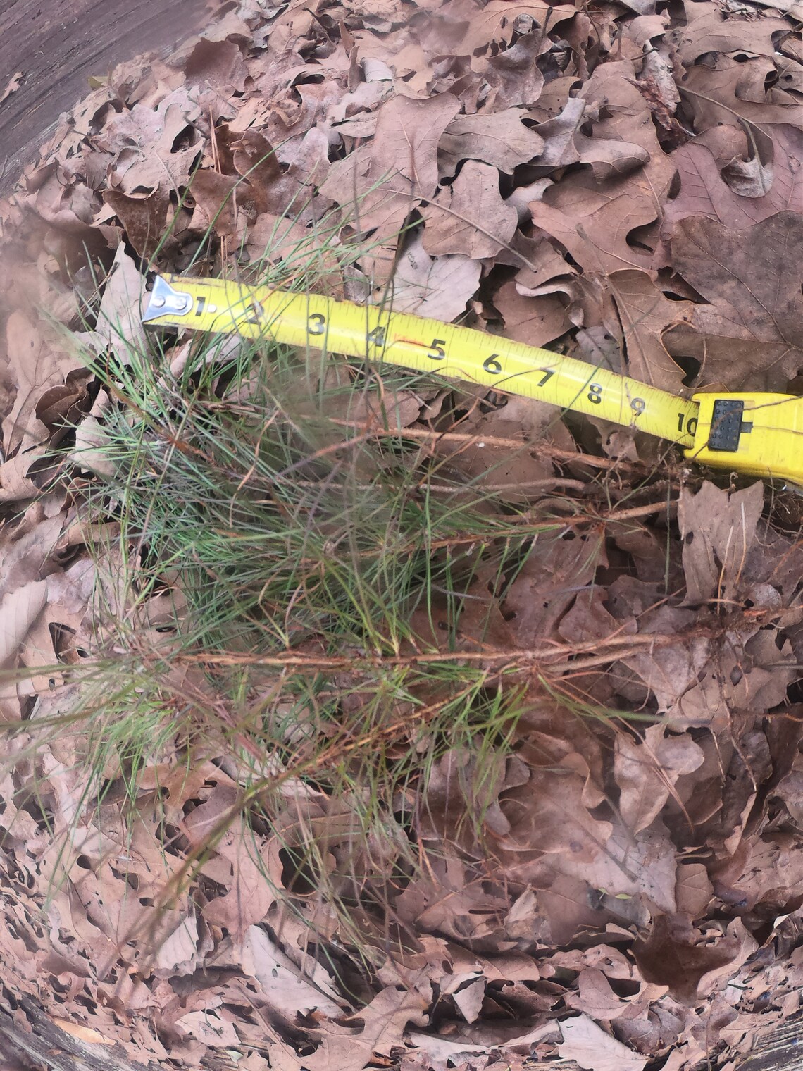 15 Loblolly Pine Tree Saplings 610 Bareroot Fast Etsy