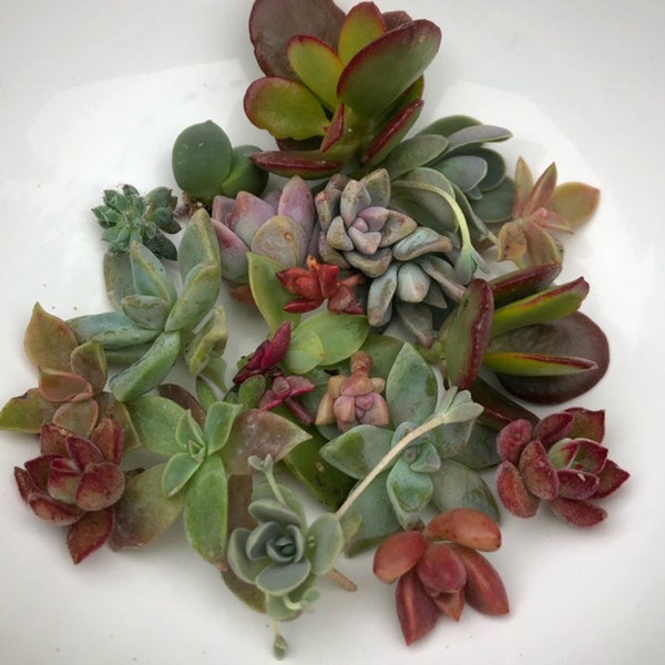 Assorted mini succulent cuttings