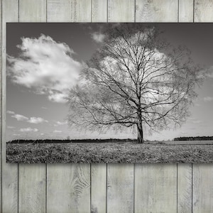 Tree Wall Art,Birch Tree Canvas Art Prints,Wall Decor,Photography Prints,home decor,Black and White,Photo Prints,Large Canvas,Large Wall Art