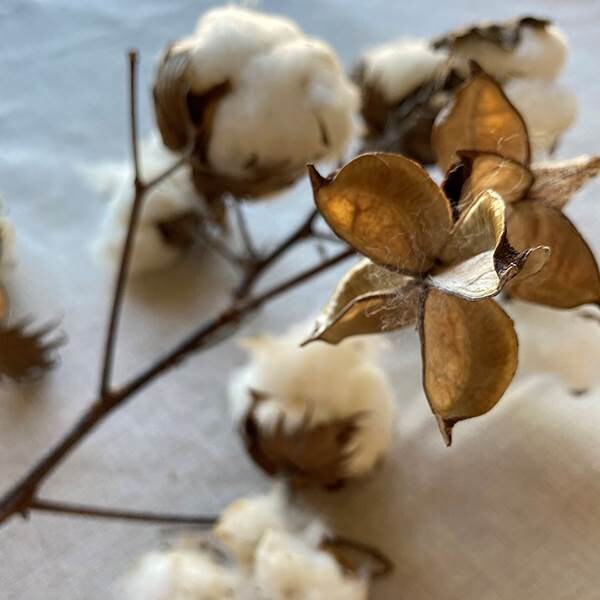 GARHOO Ramas decorativas de tallos de algodón con 10 bolas de algodón por  tallo, flores de algodón sintético de 23 pulgadas de alto, ramas de algodón