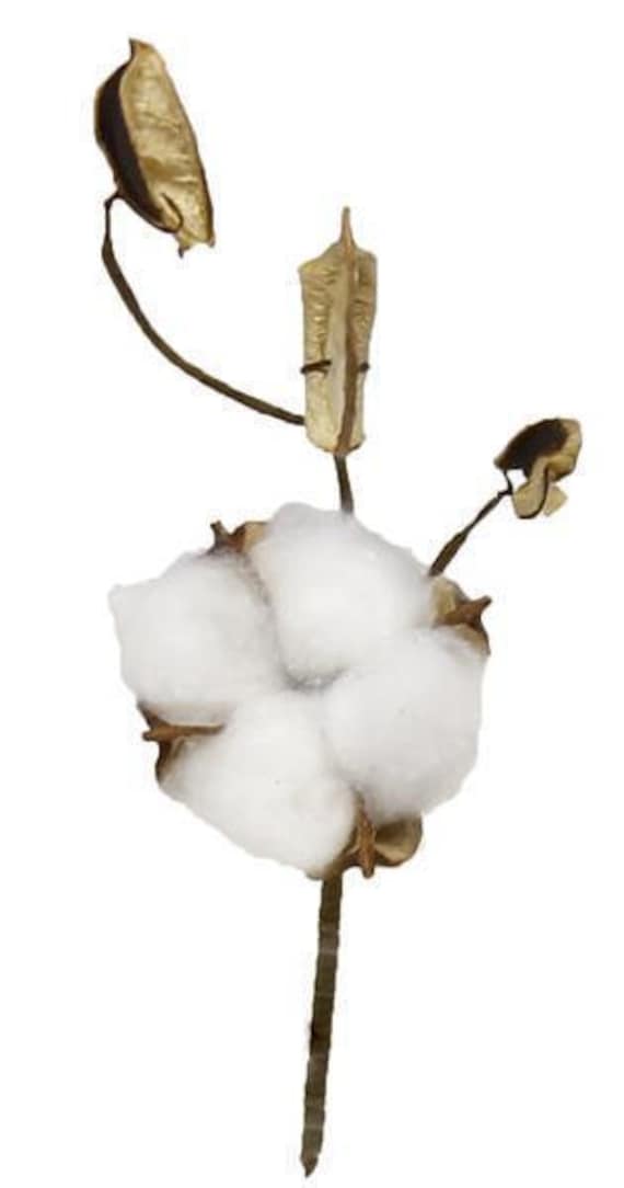 Tige de branche de fleur de boule de coton séché sur - Etsy France