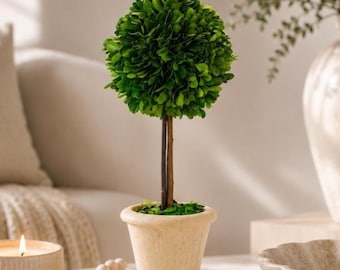 16" Preserved Boxwood Topiary Tree in Rustic Terra Cotta Pot