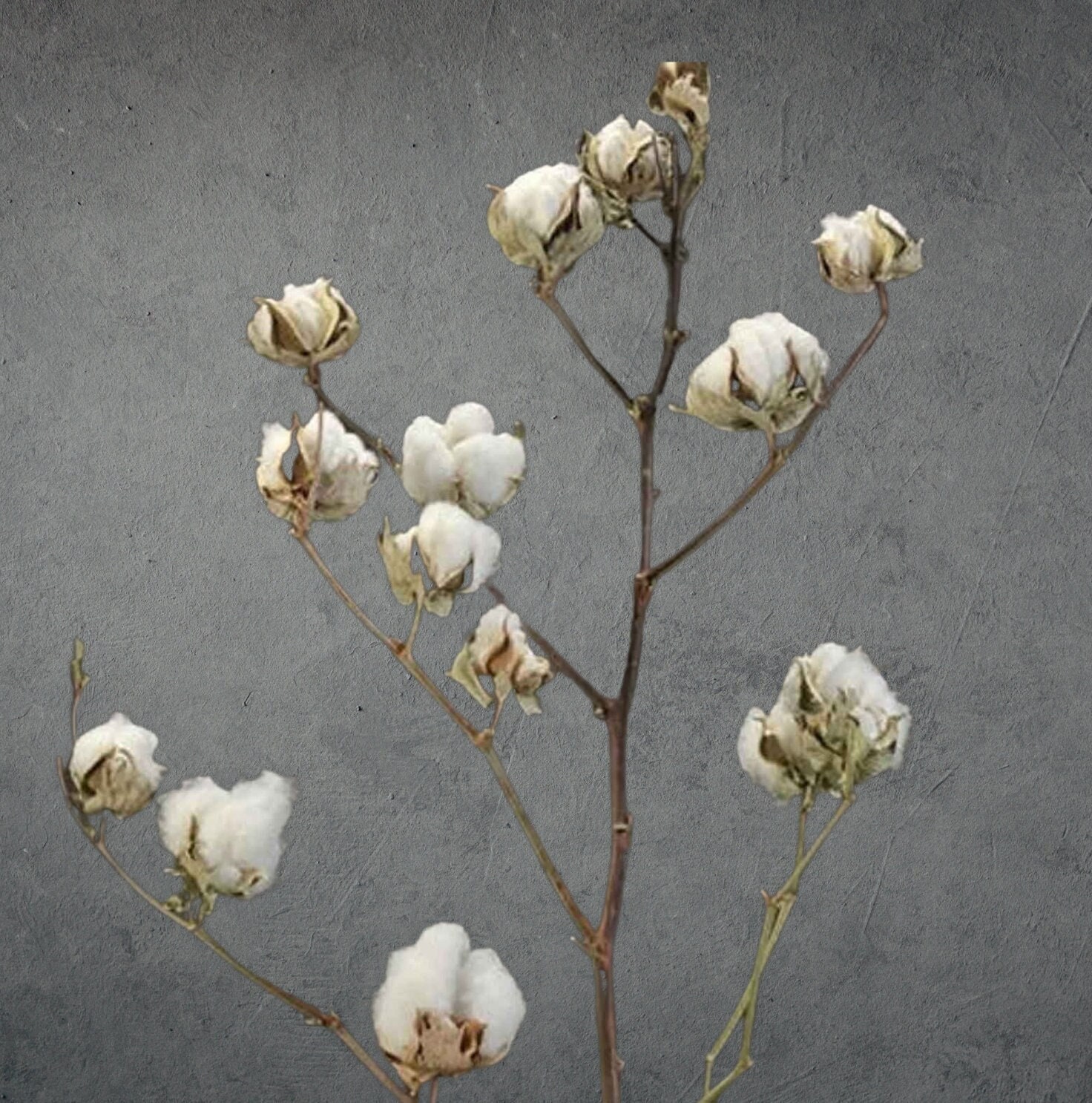 4Balls per Stem Cotton Flower Dried Cotton Eucalyptus Naturally