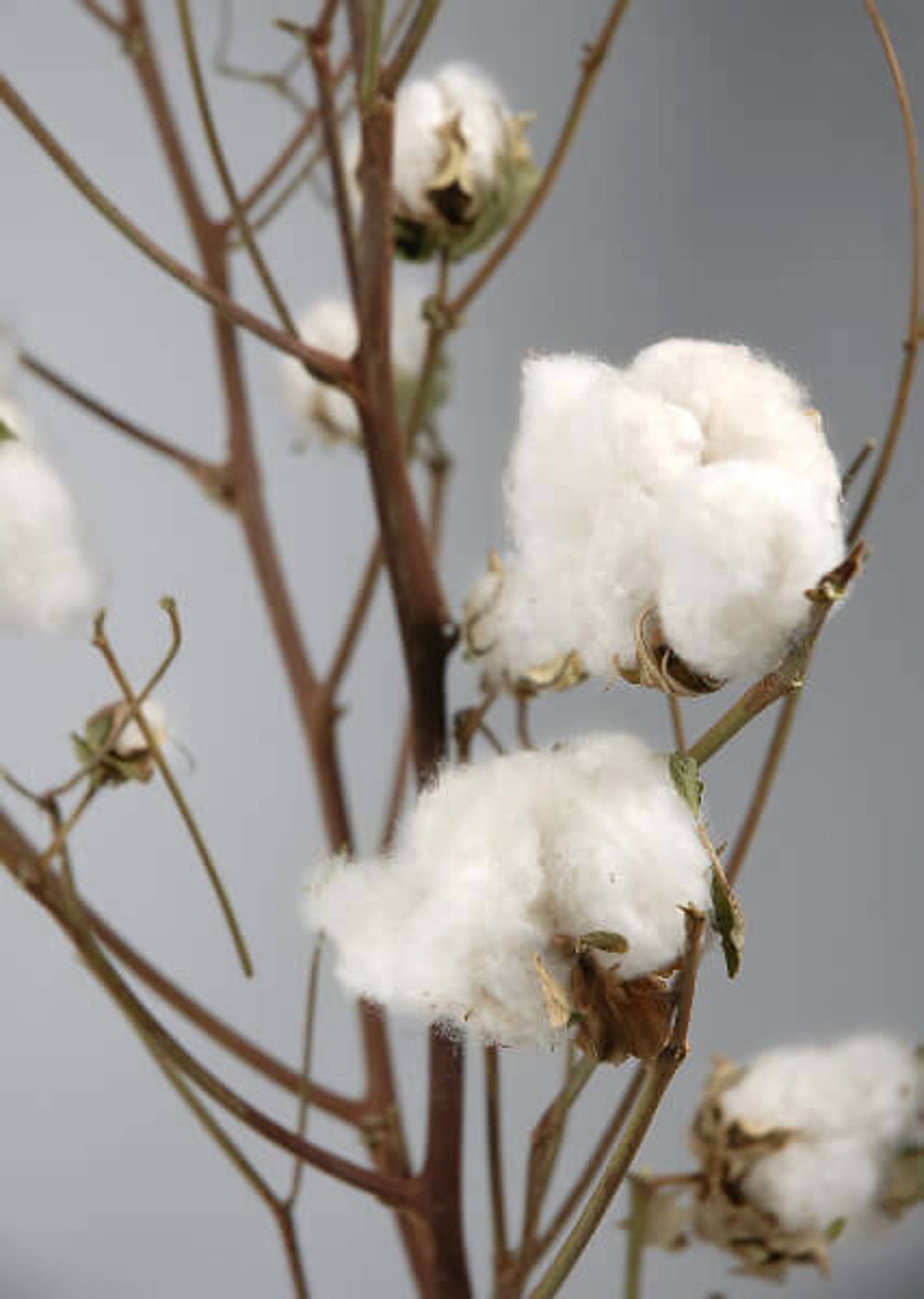 Cotton Branches RealCotton StalksReal Cotton StemsCotton Etsy
