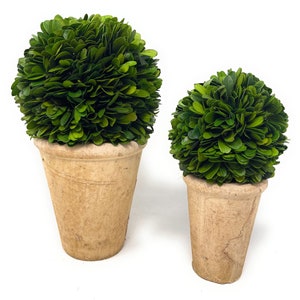 Set of 2 Potted Preserved Boxwood Ball Topiary Trees in Rustic Terra Cotta Pots for Home or Office Decor, Christmas Decor