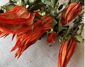 Dried Flowers, Dried Indian Paintbrush Bunch in Orange, Prairie Fire, Castilleja