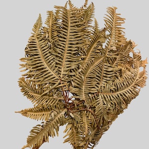 Dried Ferns, False Staghorn Fern Bundle, Natural Fern Leaves, Dried Vase Filler, Dried Plant, Dicranopteris Linearis, Floral Supply