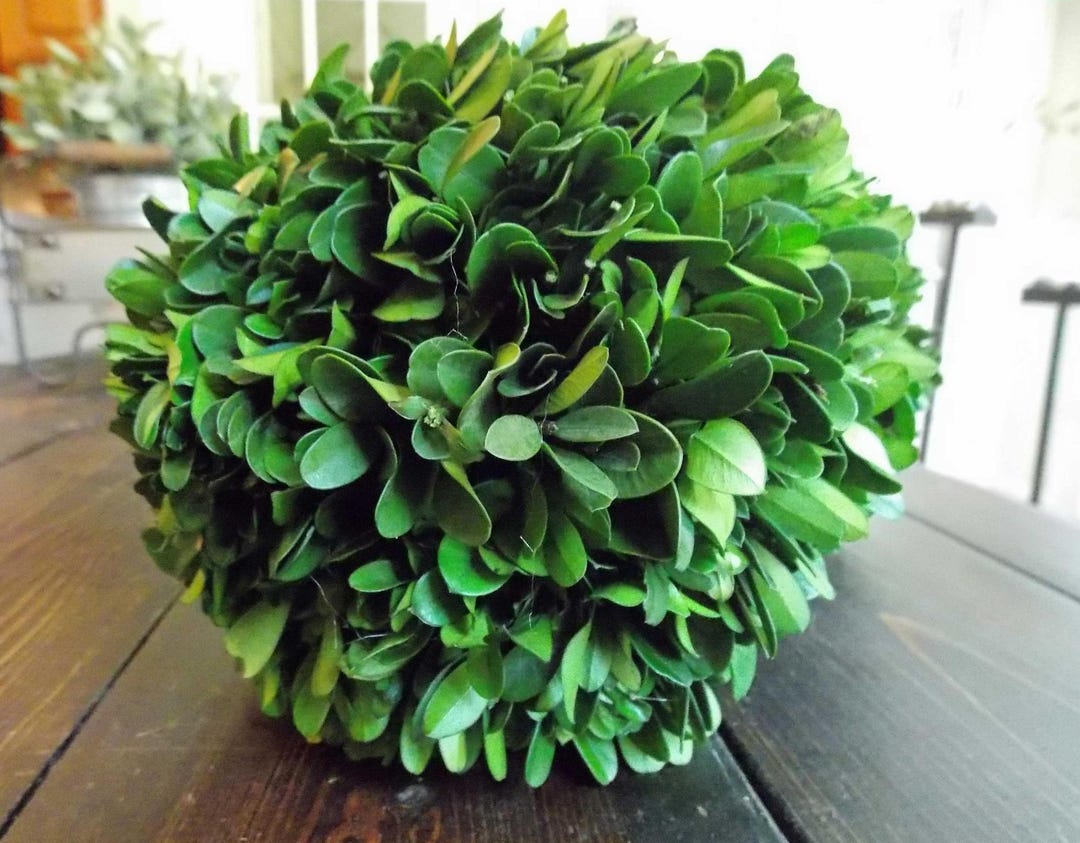 Tree Form Boxwood Sphere Preserved Boxwood Balls, Decorative Spheres, Boxwood Sphere, Choose ...