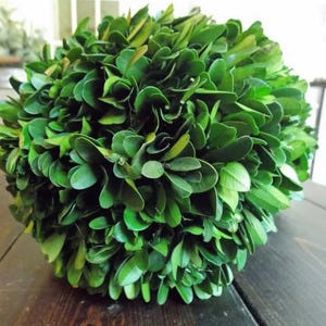 Preserved Boxwood Balls, Decorative Spheres, Boxwood Sphere, Choose Size