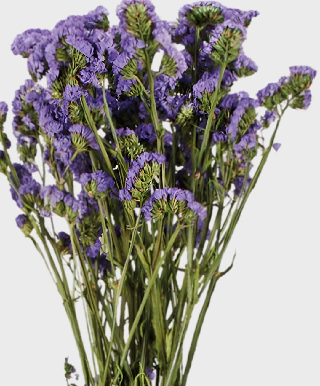Dried Purple Statice Flowers | How to Plant, Grow, and Care for Statice ...