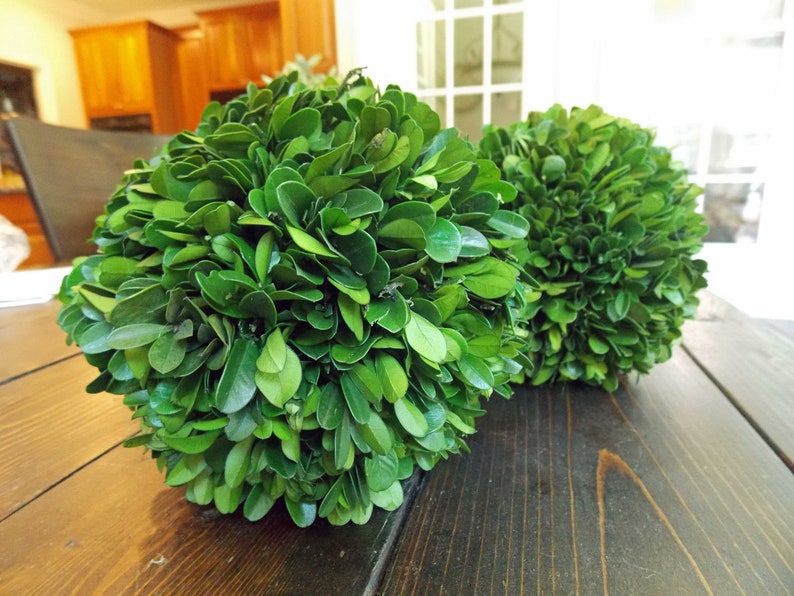 CHOOSE 4 6 or 8 Preserved Boxwood Orb Ball Etsy