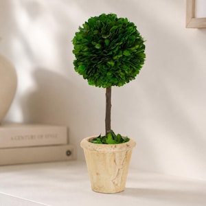 May include: A small, decorative topiary tree with a round, green foliage ball atop a slender brown stem. The tree is potted in a beige, weathered-looking pot. The overall aesthetic is natural and elegant.