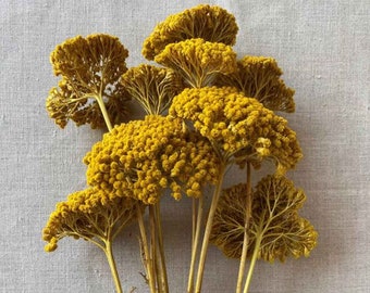 Dried Flowers, Dried Yarrow Flowers Bunch in Yellow, Achillea Millefolium, Wedding Flowers