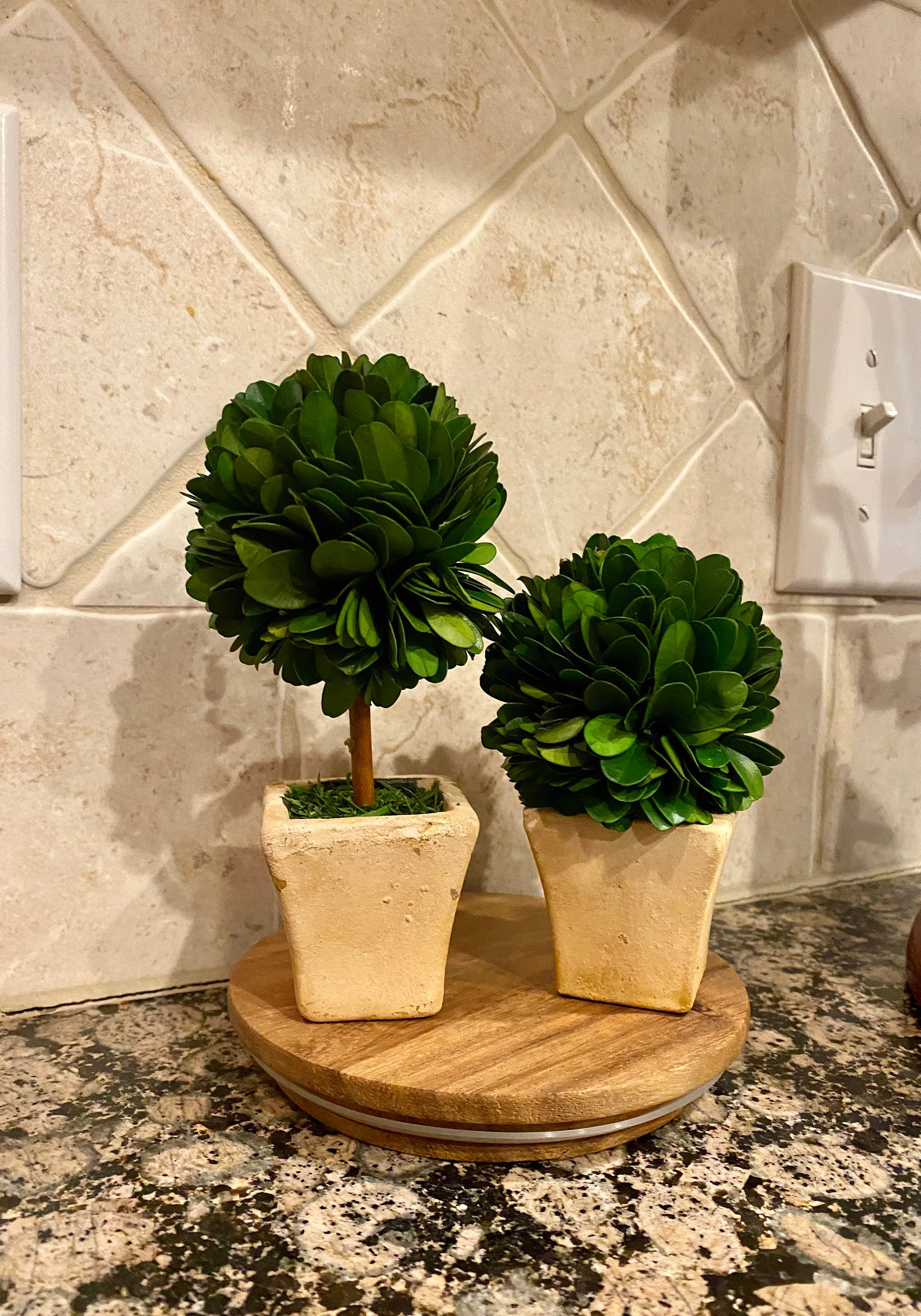 Mini Preserved Boxwood Topiary Tree/ball in Rustic Terra Cotta Etsy UK