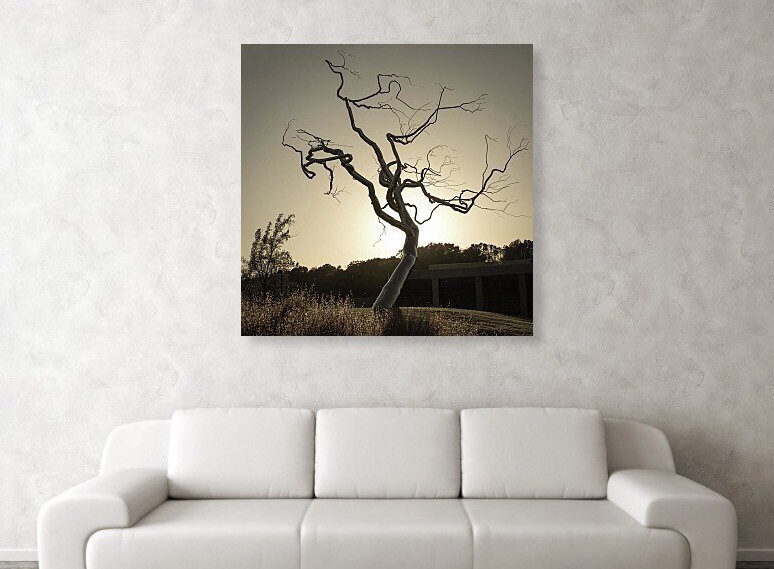 Tree Silhouette Wall Art Print Crystal Bridges Museum of | Etsy