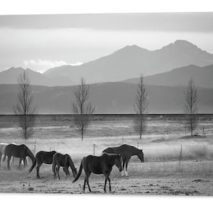Colorado Wild Horses Print: Rocky Mountain Black and White Landscape