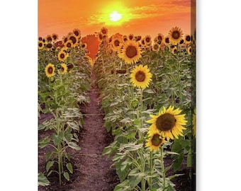 Kansas Sunflower Field Sunset Photography Print: Farmhouse Wall Art
