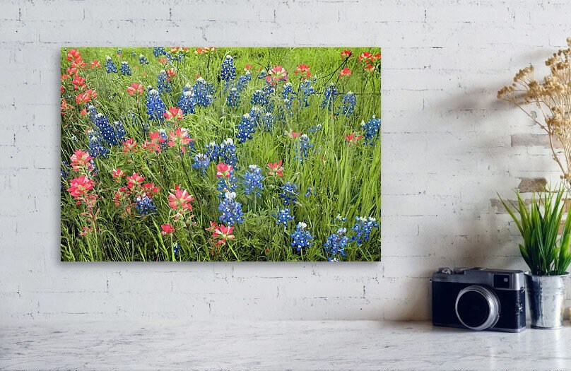 Texas Blubonnets Print Indian Paintbrush Flowers Spring | Etsy
