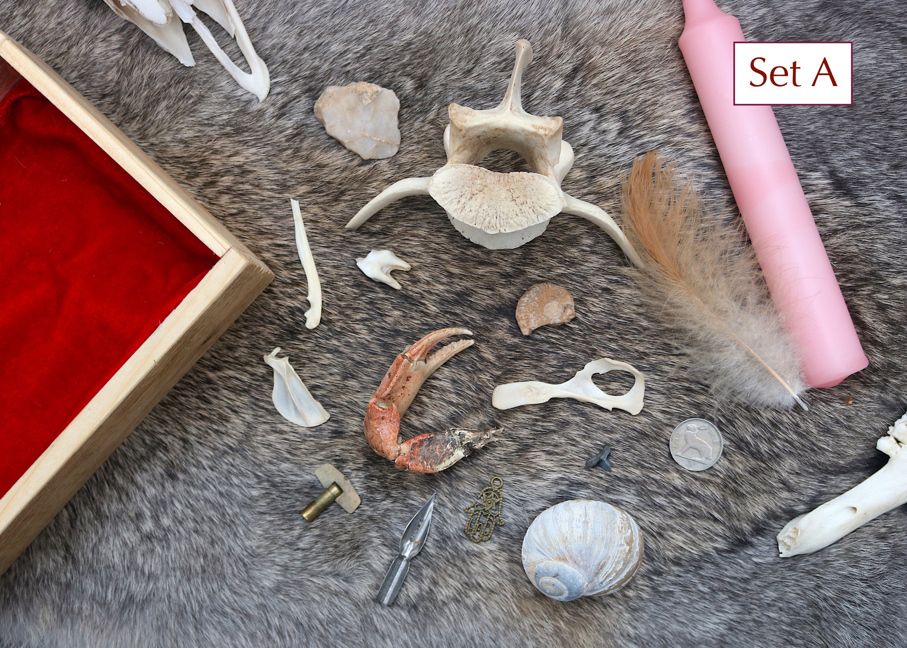 Deluxe Bone Throwing Kit Bone Divination Set Osteomancy Witch Altar