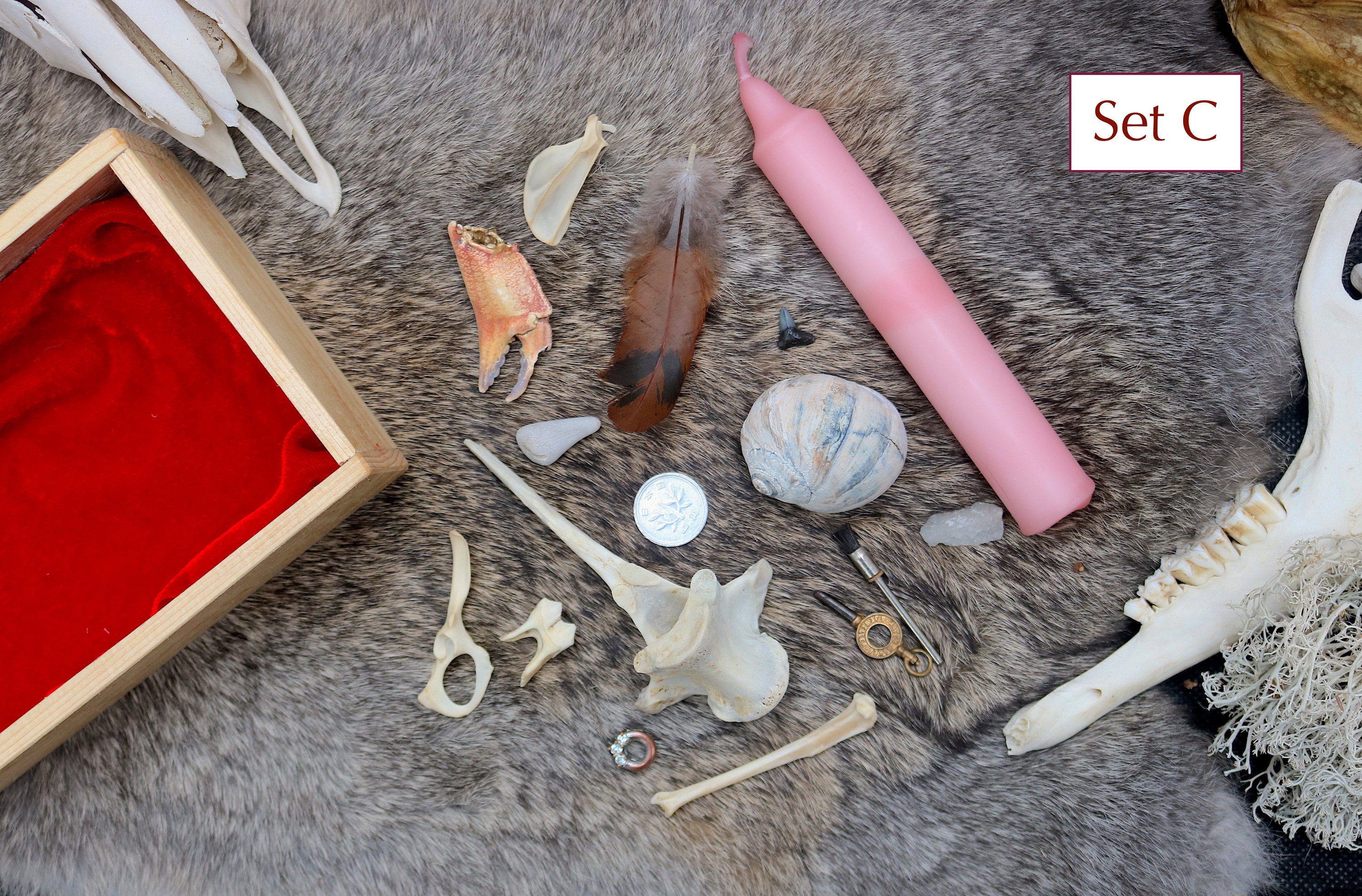 Deluxe Bone Throwing Kit Bone Divination Set Osteomancy Witch Altar