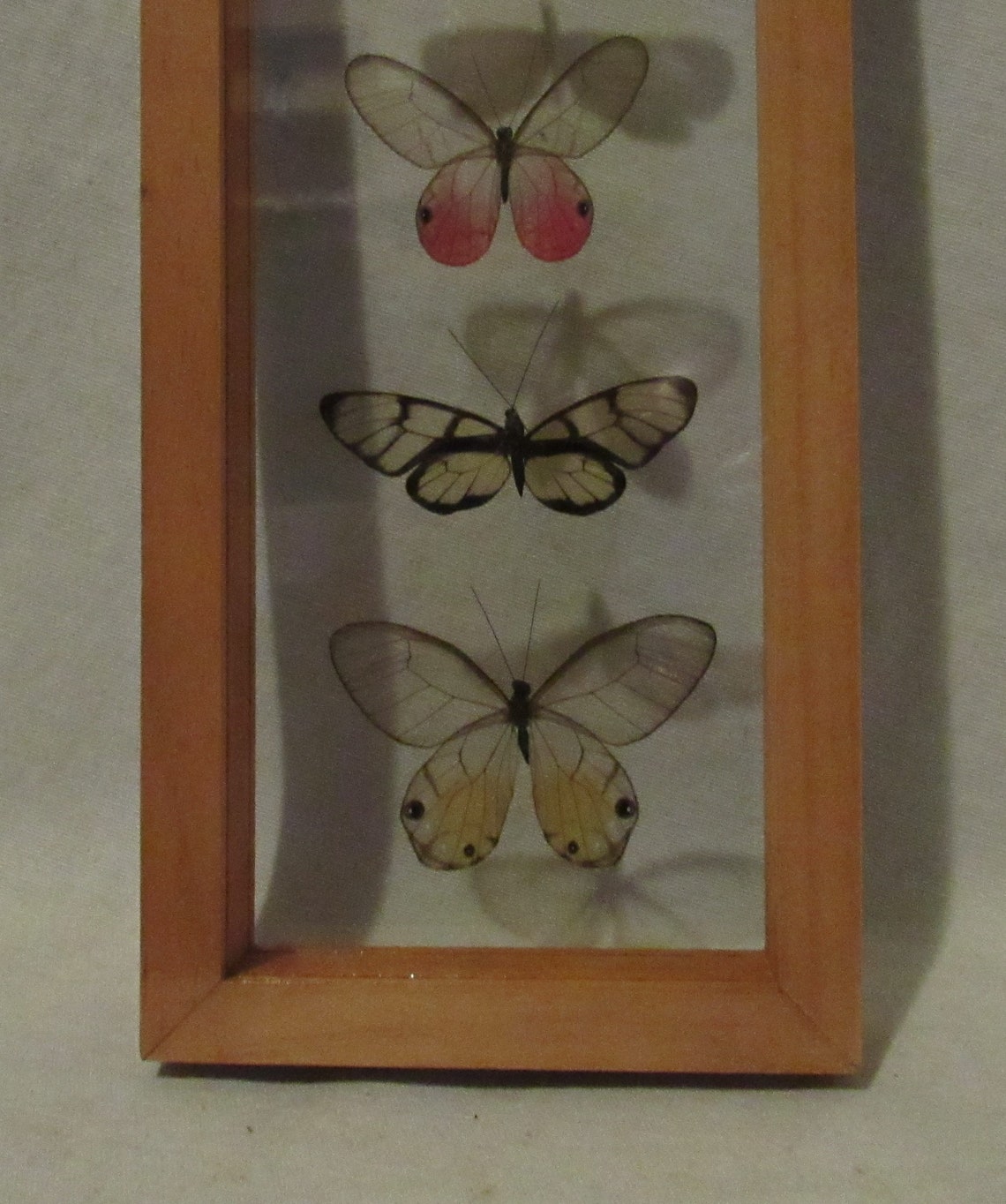 Framed butterfly display includes 5 elegant and colorful glass Etsy