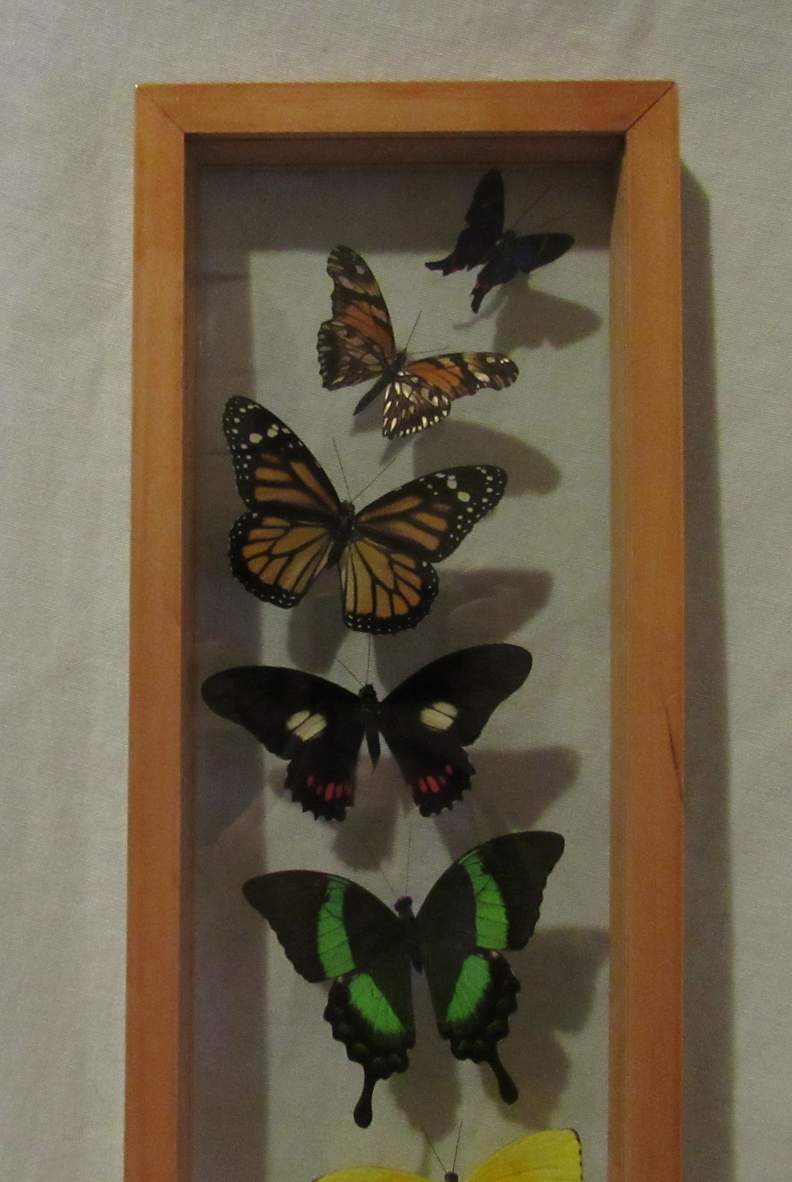 Framed butterfly display includes 9 elegant and colorful Etsy
