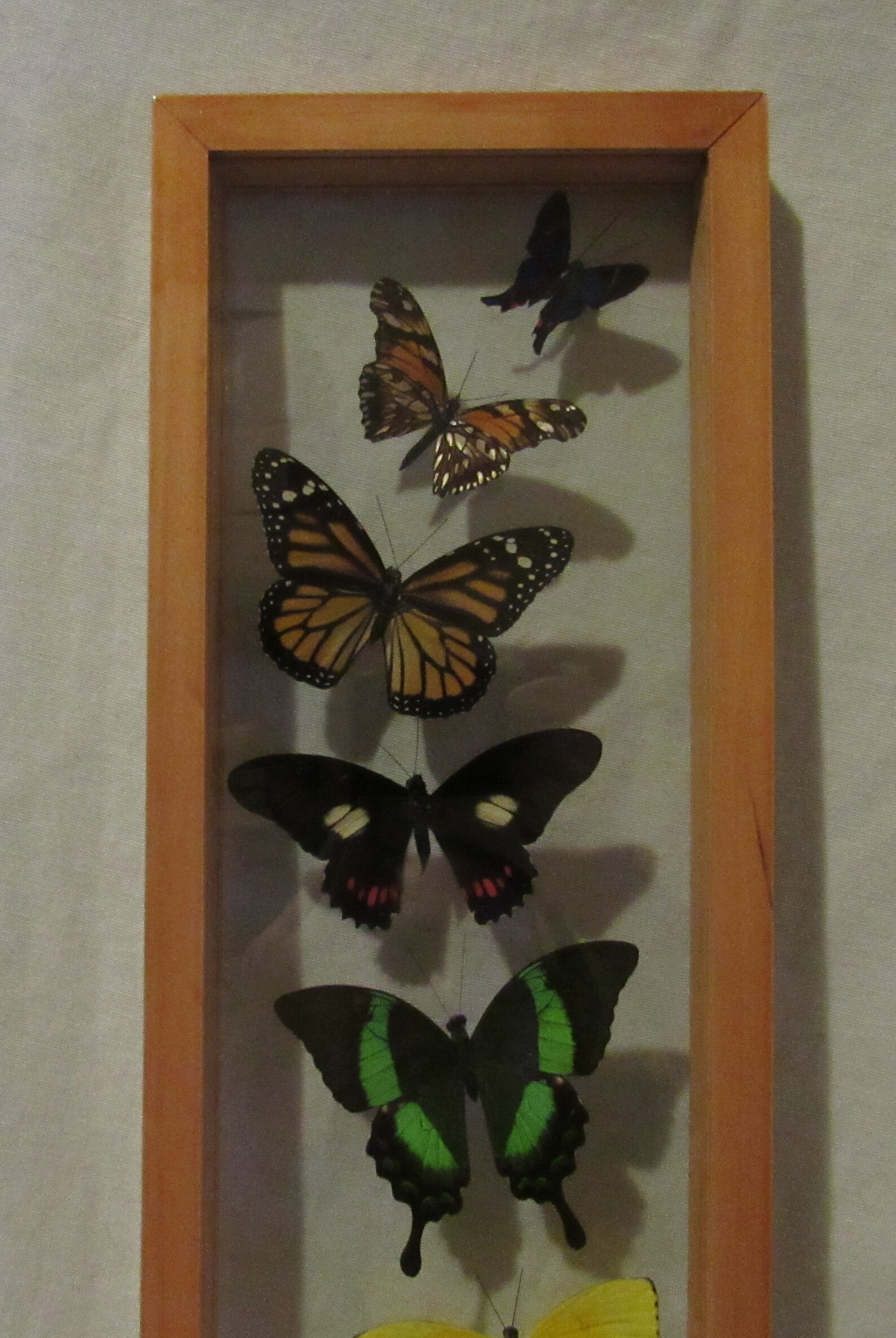 Framed butterfly display includes 9 elegant and colorful Etsy