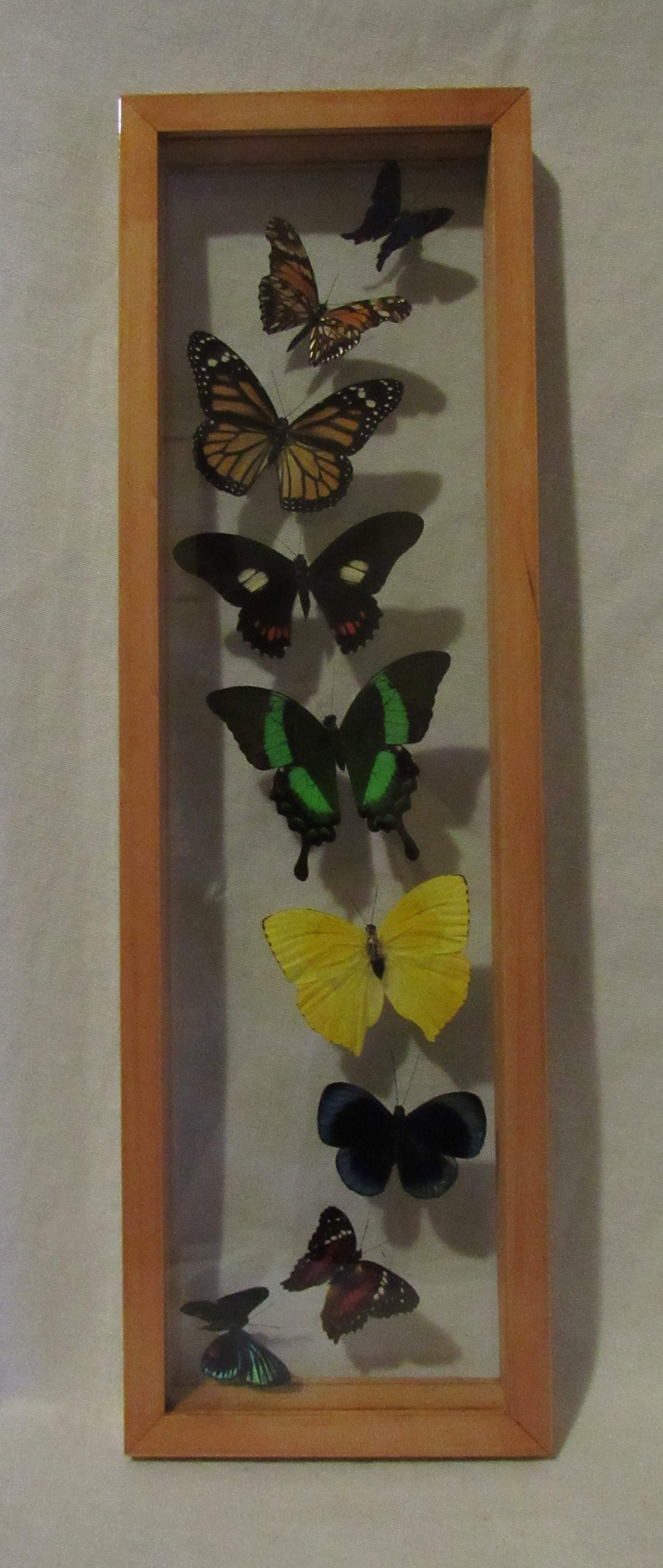 Framed butterfly display includes 9 elegant and colorful Etsy