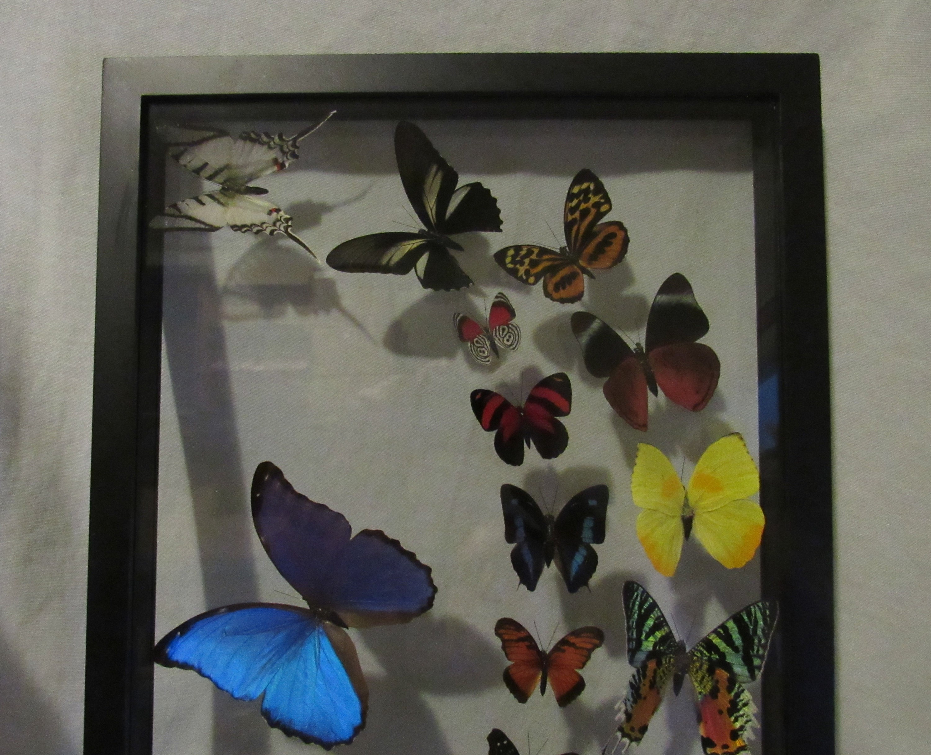 Framed Butterfly display includes 18 elegant and colorful Etsy