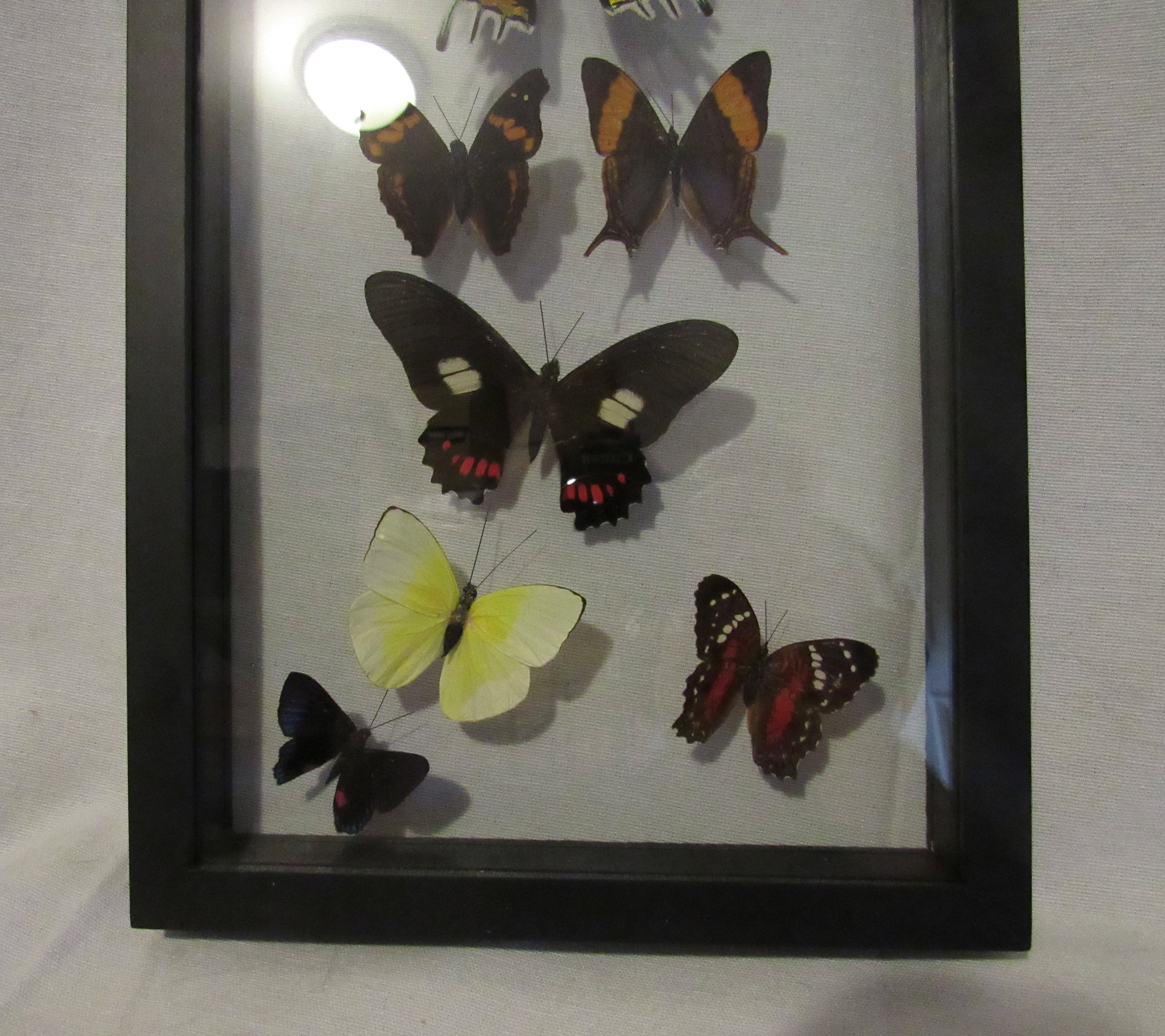Framed butterfly display includes 7 elegant and colorful Etsy