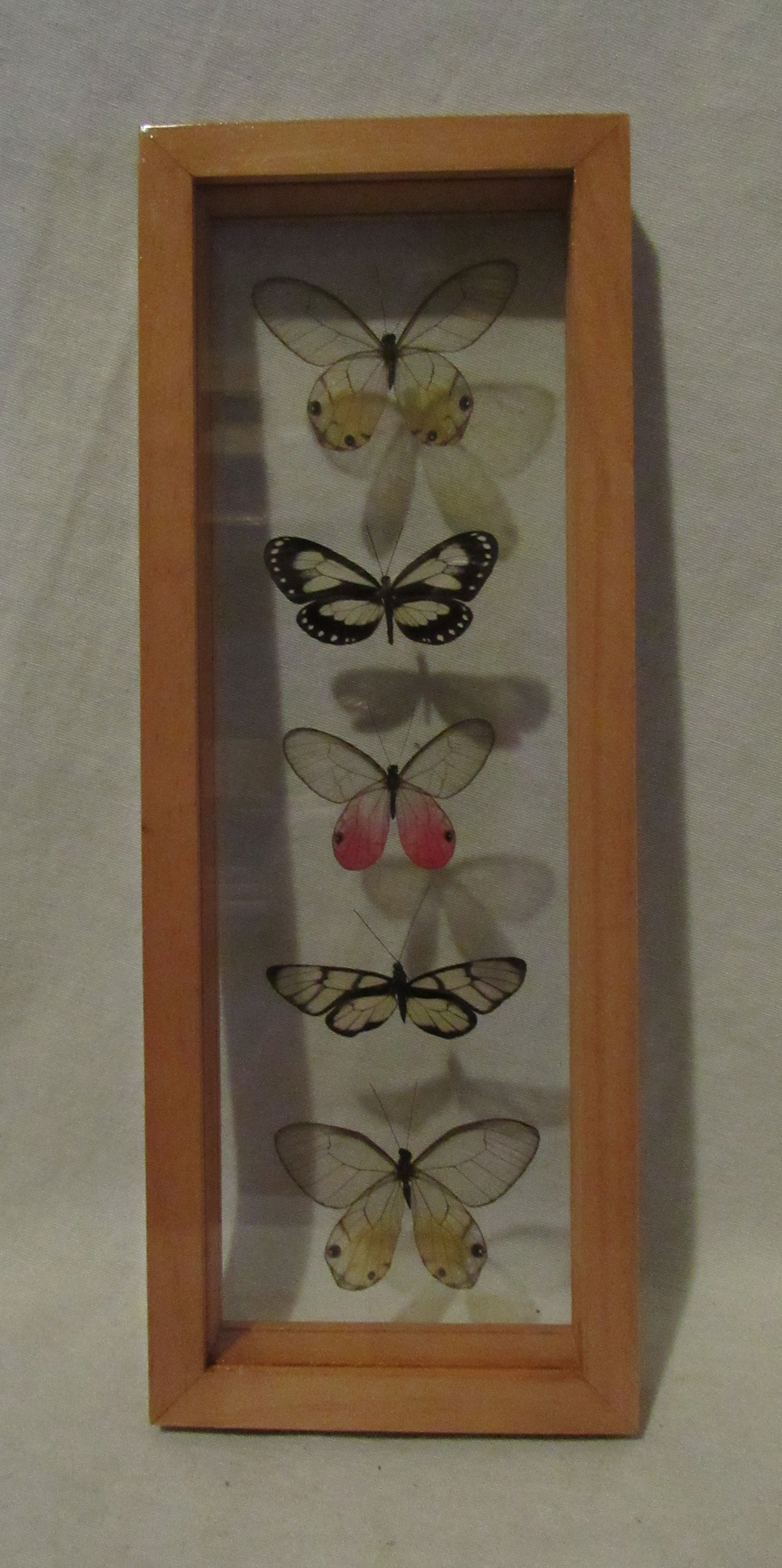 Framed butterfly display includes 5 elegant and colorful glass Etsy