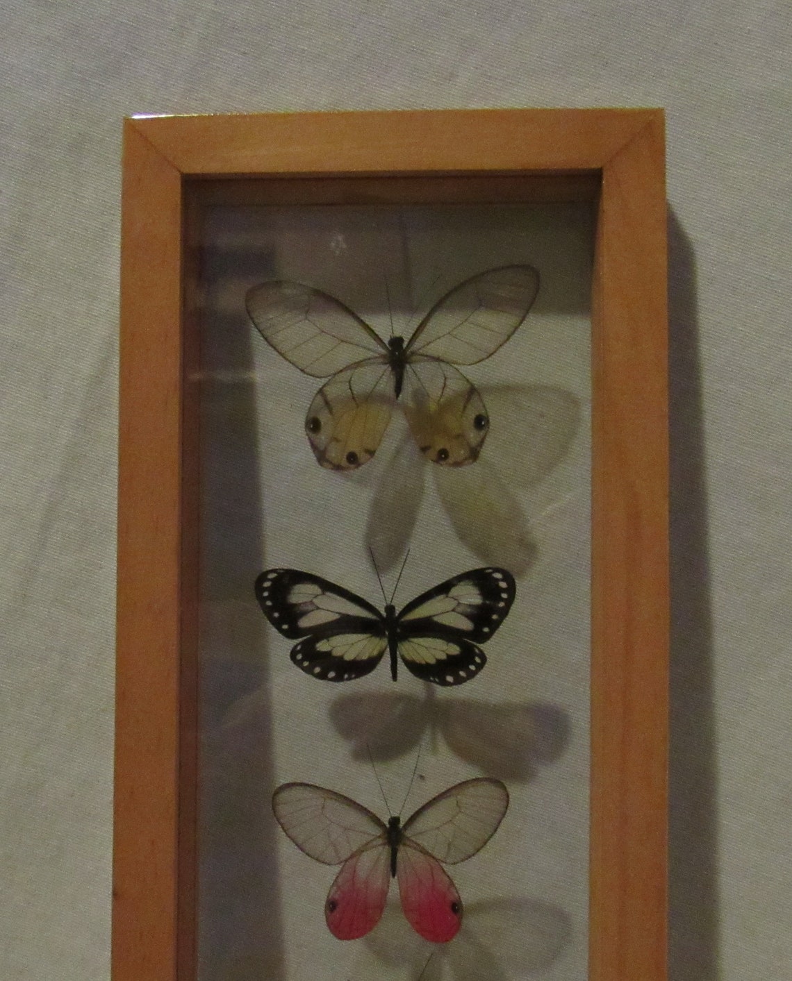 Framed butterfly display includes 5 elegant and colorful glass Etsy