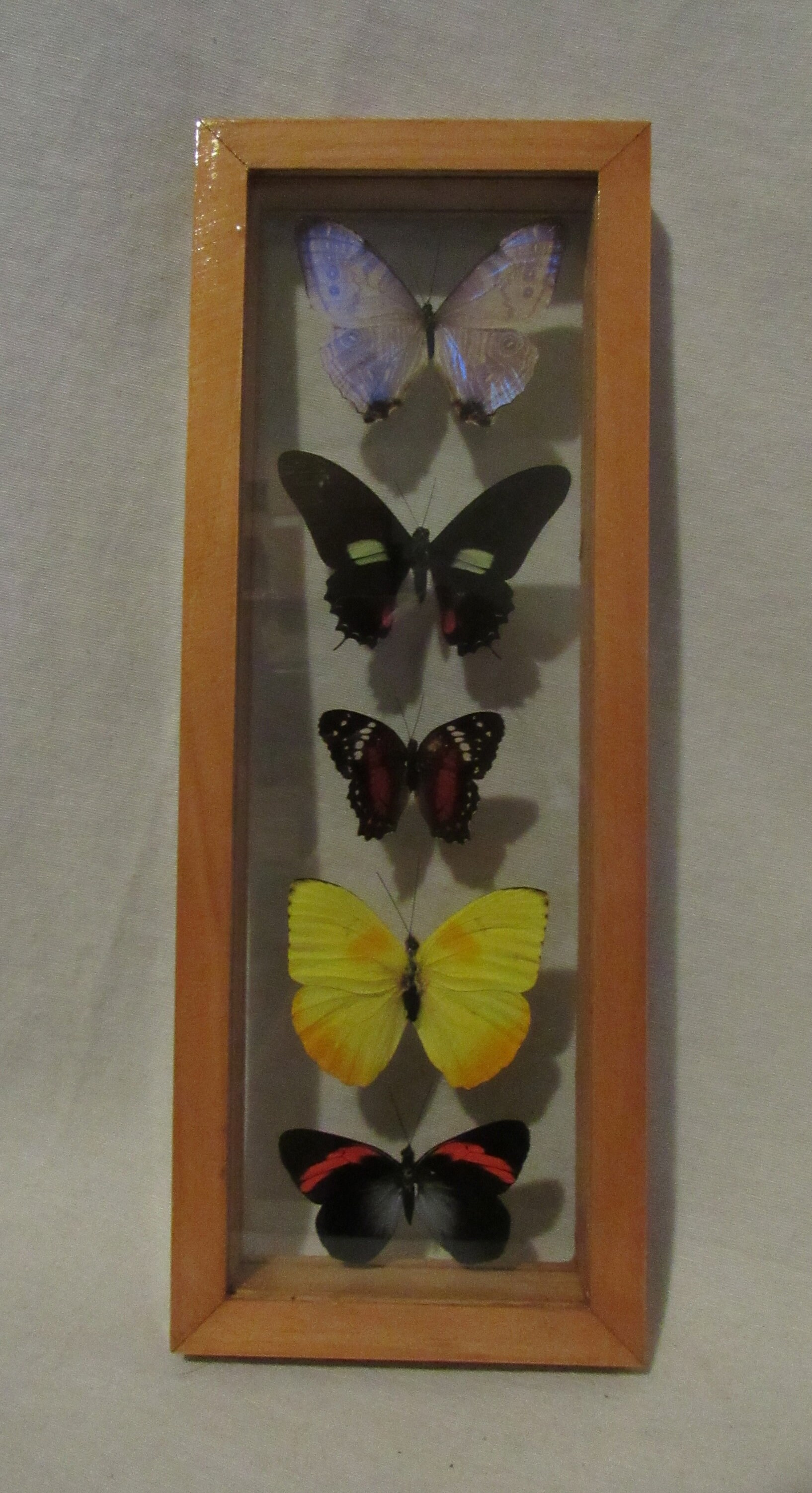 Framed butterfly display includes 5 elegant and colorful Etsy