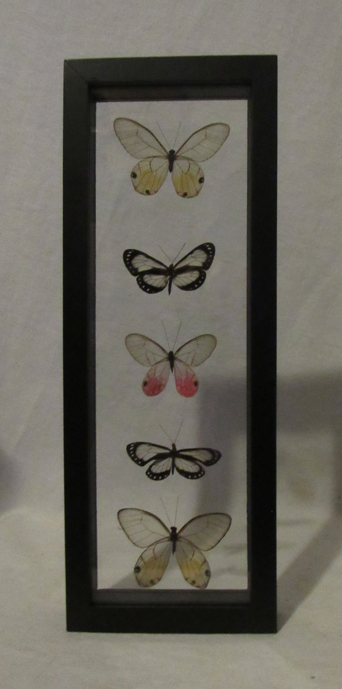 Framed butterfly display includes 5 elegant and colorful glass Etsy