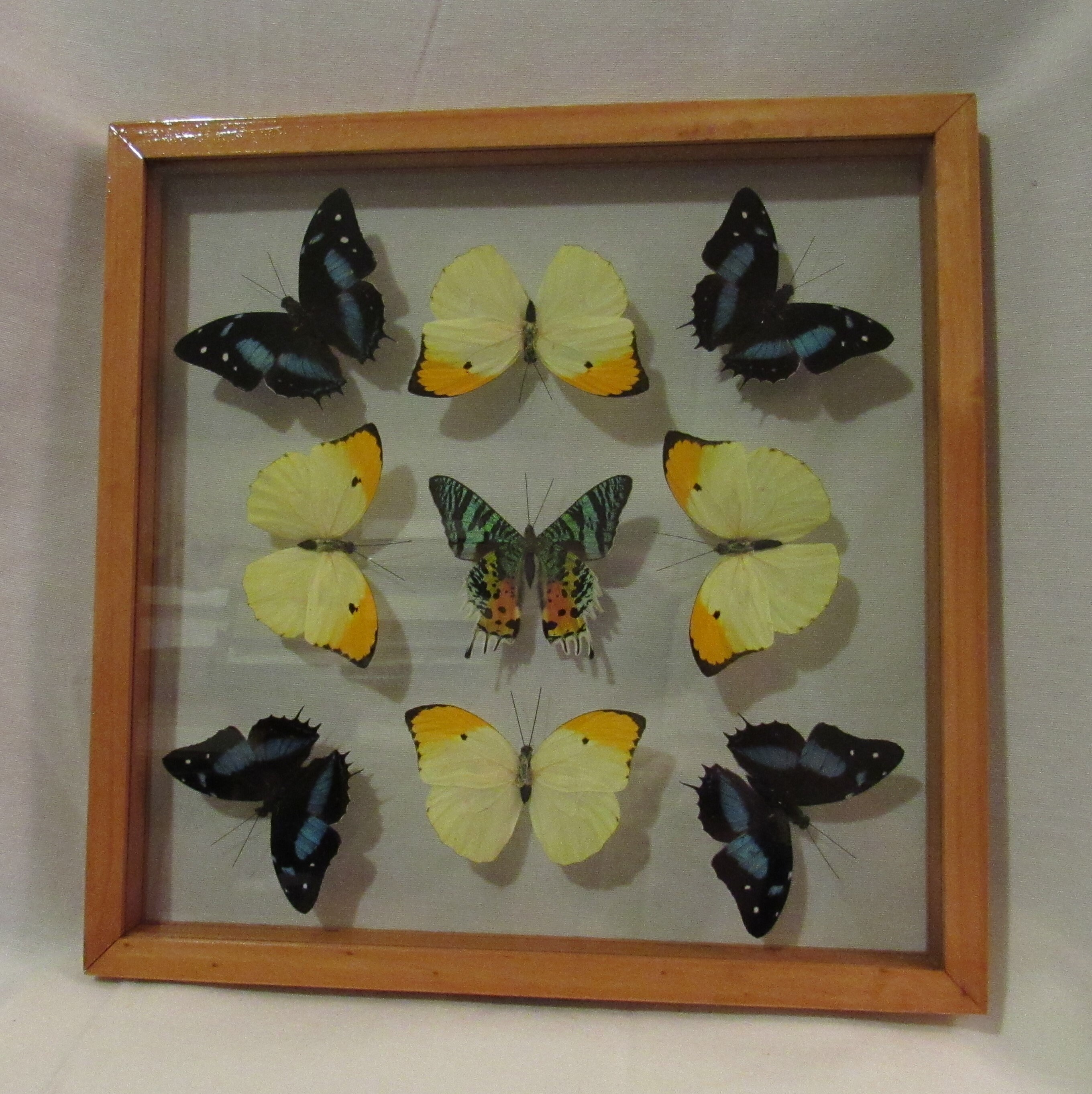 Framed butterfly display includes 9 elegant and colorful Etsy