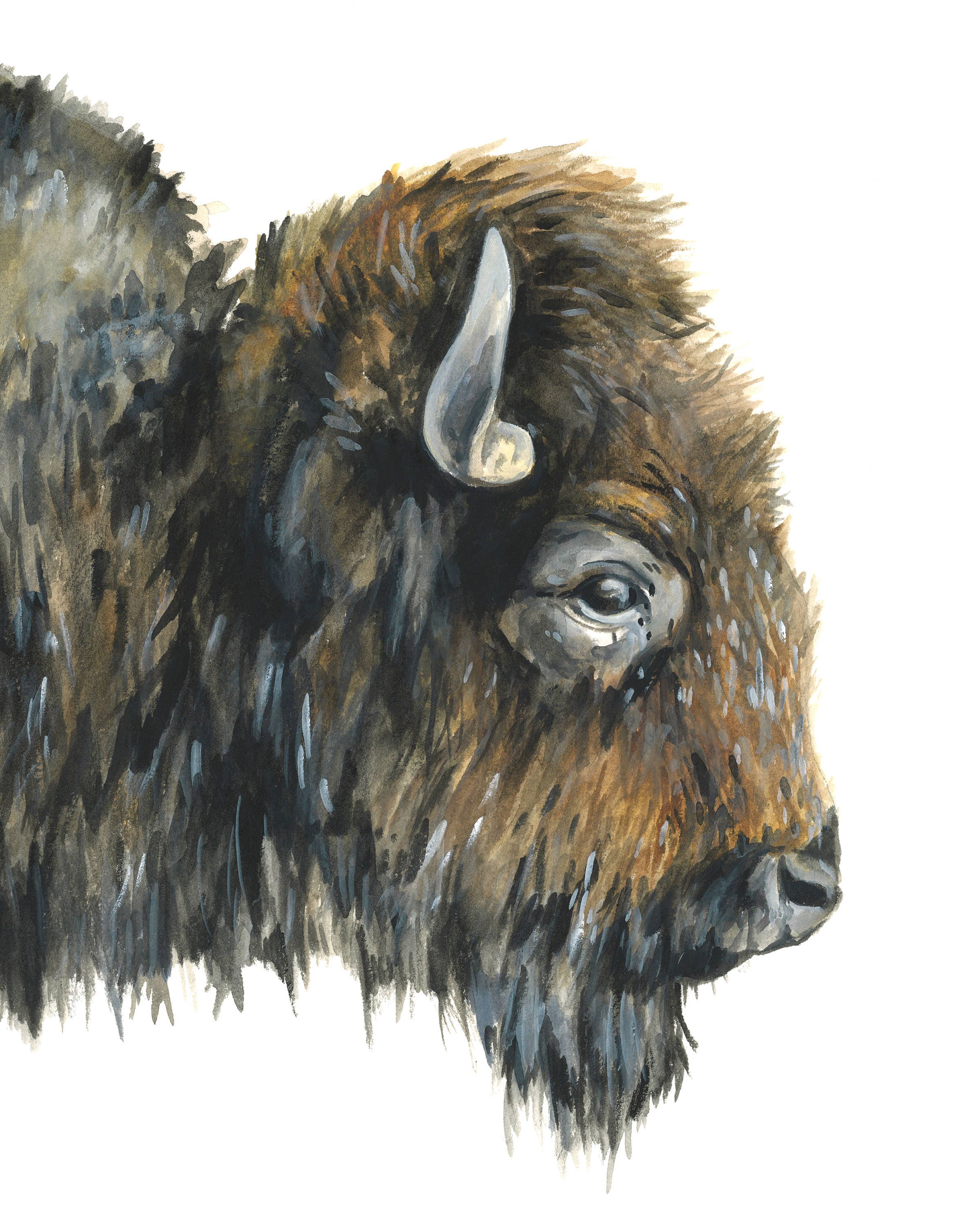 Watercolor Buffalo Watercolor Art | Norway