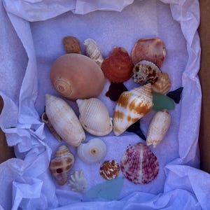 Conchiglie della Florida del Sud