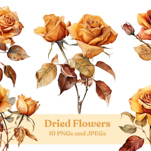 Watercolor Dried Flowers Clipart - 10 High Quality PNG Files and JPEGs, Printable Instant Digital Download